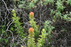 Castilleja wightii