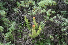 Castilleja wightii