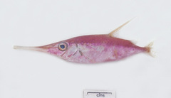 Macroramphosus gracilis