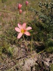 Moraea longistyla