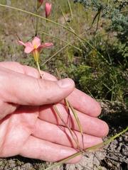 Moraea longistyla