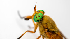Silvius alpinus