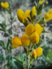Thermopsis