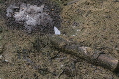 Celastrina lavendularis