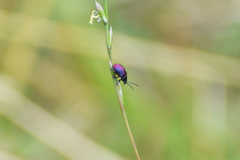 Freudeita cupripennis