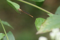 Ceriagrion olivaceum