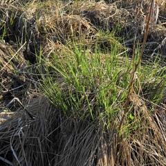 Carex prairea