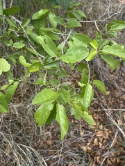 Combretum zeyheri