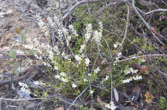 Stackhousia aspericocca