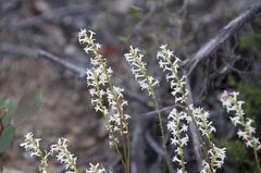 Stackhousia aspericocca
