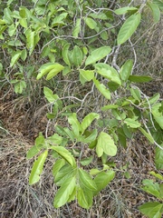Combretum zeyheri