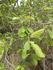 Combretum zeyheri