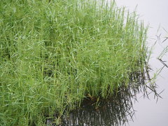 Pseudoraphis brunoniana