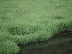 Pseudoraphis brunoniana