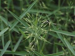 Pseudoraphis brunoniana