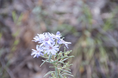 Olearia asterotricha asterotricha