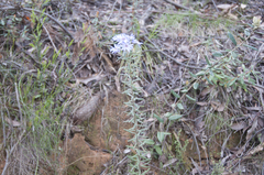 Olearia asterotricha asterotricha