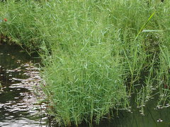 Pseudoraphis brunoniana