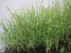 Pseudoraphis brunoniana