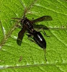 Agelaia panamaensis
