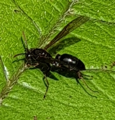Agelaia panamaensis