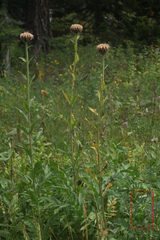 Achillea ledebourii