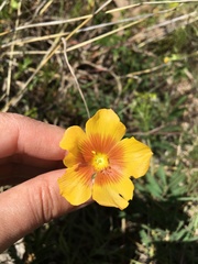 Linum rigidum