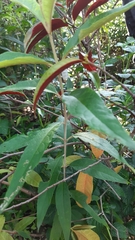 Excoecaria cochinchinensis