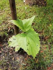 Smallanthus pyramidalis