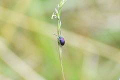 Freudeita cupripennis