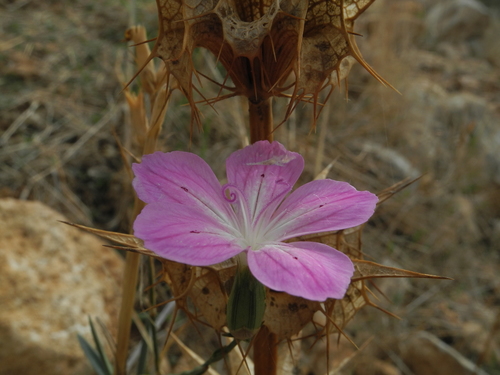 Image of Dianthus strictus by (c) Dmitry Babin, some rights reserved (CC BY)