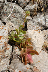 Hylotelephium caucasicum