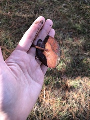 Polypedilum braseniae