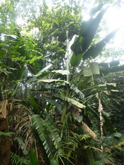 Phenakospermum guyannense