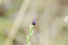 Freudeita cupripennis