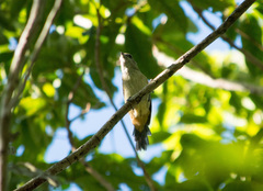 Pheugopedius genibarbis