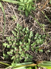 Sceptridium lunarioides