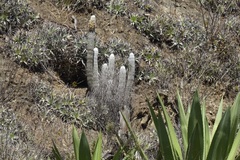 Espostoa melanostele