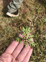 Sceptridium lunarioides
