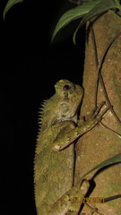 Gonocephalus kuhlii