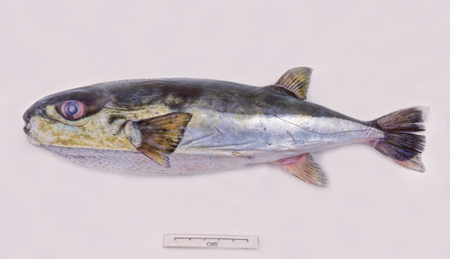 Brownback puffer (Lagocephalus gloveri) — Tetraodontidae — 5
