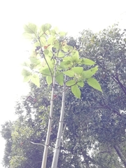 Smallanthus pyramidalis