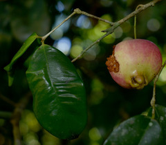 Syzygium boonjee