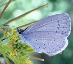 Celastrina echo cinerea