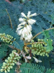 Paraserianthes lophantha image