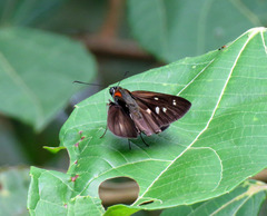 Paracarystus hypargyra