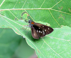 Paracarystus hypargyra