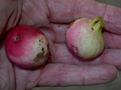 Syzygium boonjee