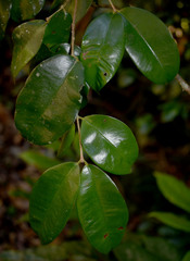 Syzygium boonjee