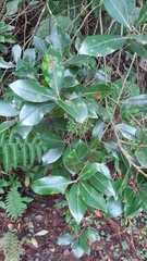 Laurus azorica
